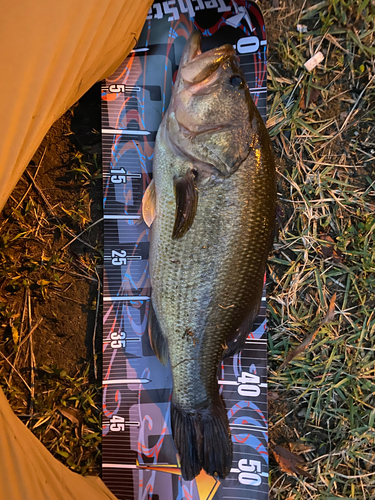 ブラックバスの釣果