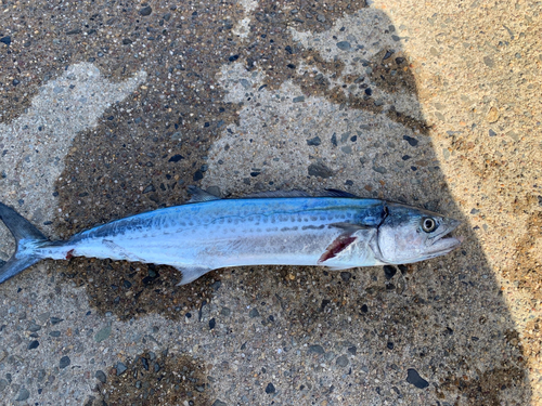 サゴシの釣果