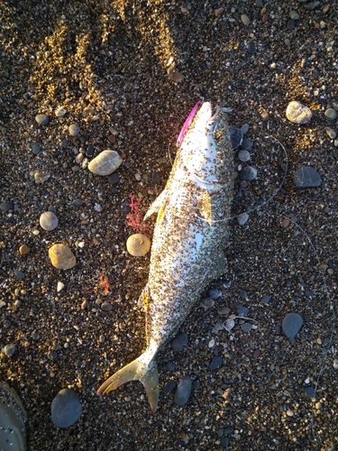 ワカシの釣果