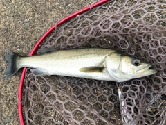 フッコ（マルスズキ）の釣果