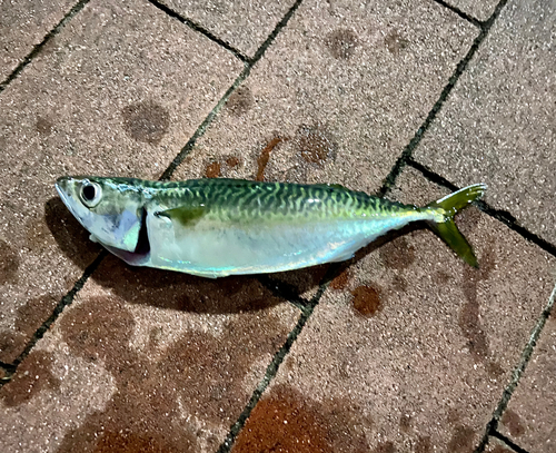 サバの釣果