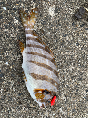 タカノハダイの釣果