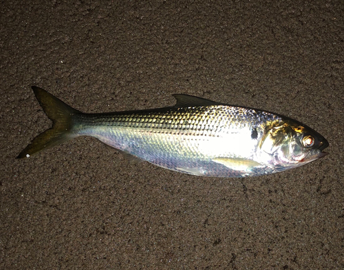 コノシロの釣果