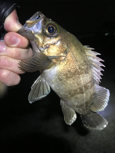 シロメバルの釣果