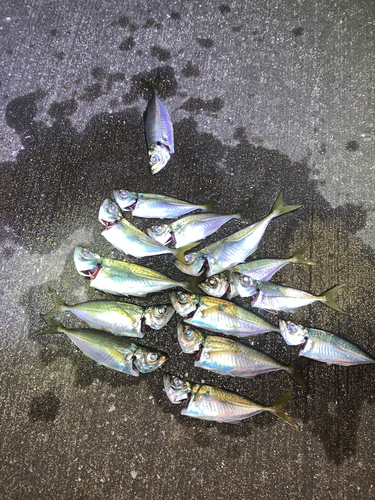 アジの釣果