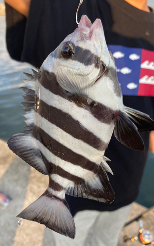 イシダイの釣果