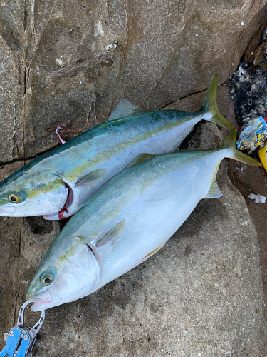 ハマチの釣果