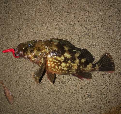 カサゴの釣果