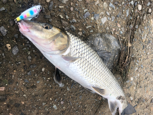 ニゴイの釣果