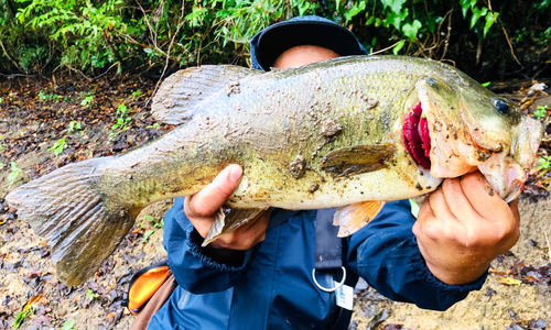 ラージマウスバスの釣果