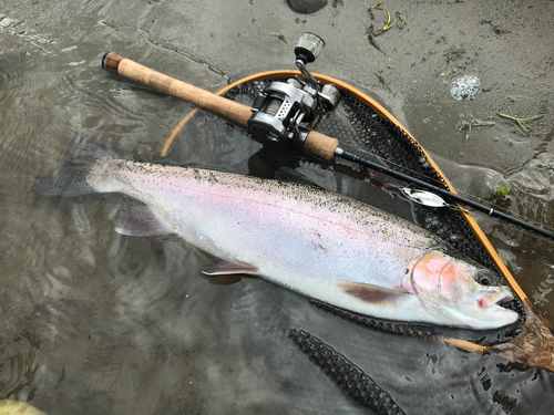 ニジマスの釣果