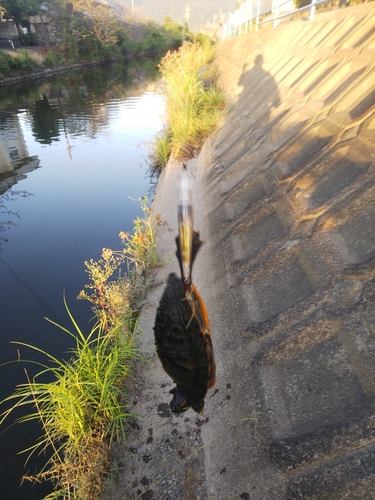 釣果