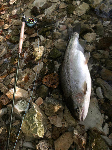 ニジマスの釣果