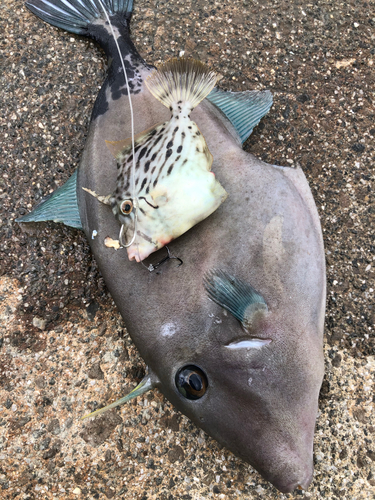 ウマヅラハギの釣果