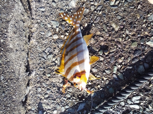 タカノハダイの釣果