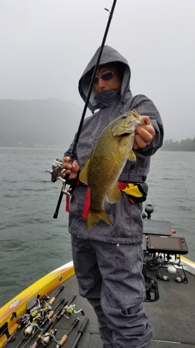 スモールマウスバスの釣果