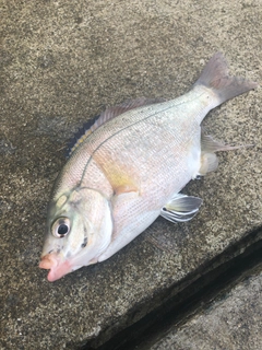 ウミタナゴの釣果