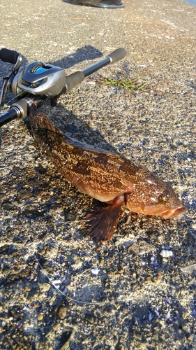 アイナメの釣果