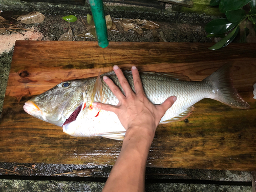 ムネアカクチビの釣果