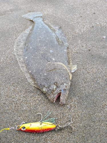 ソゲの釣果