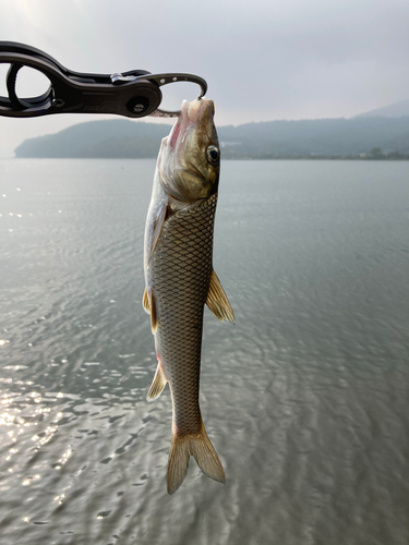 ニゴイの釣果