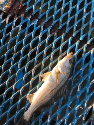 セイゴ（マルスズキ）の釣果