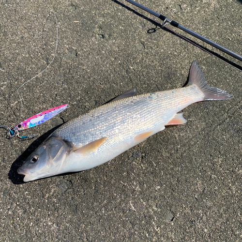 ウグイの釣果