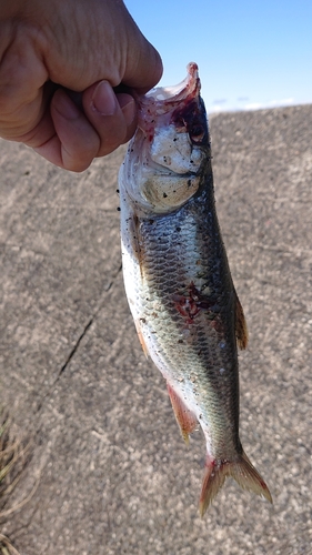 ハスの釣果