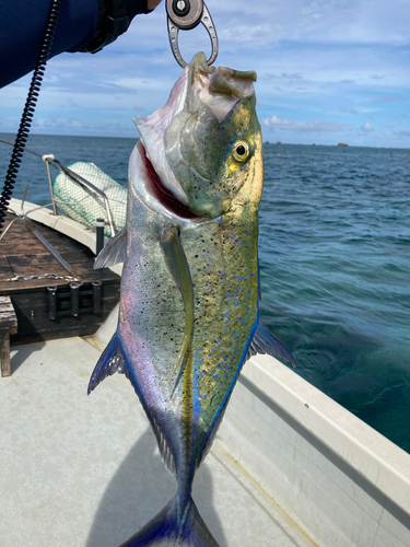 カスミアジの釣果