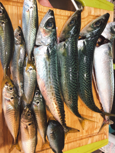 サバの釣果