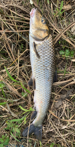 ニゴイの釣果