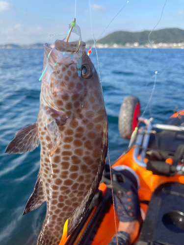 オオモンハタの釣果