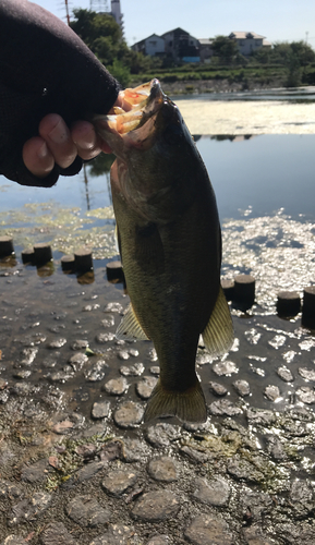 ラージマウスバスの釣果