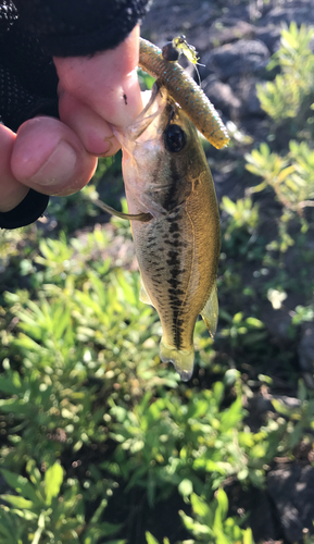 ラージマウスバスの釣果