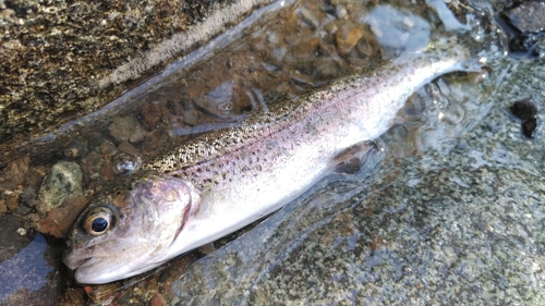 ニジマスの釣果