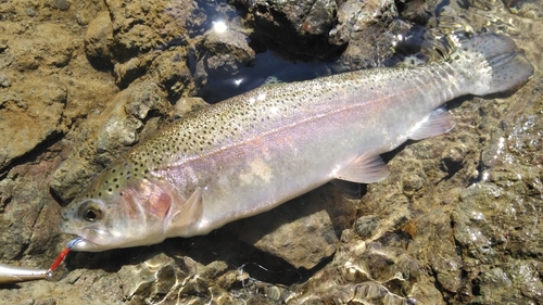 ニジマスの釣果