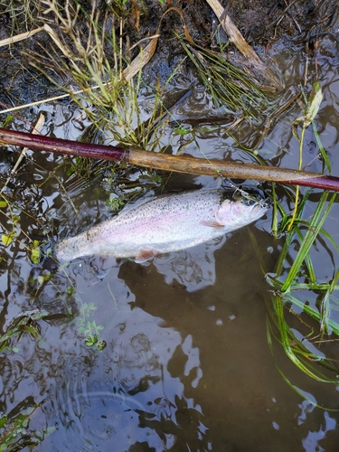 ニジマスの釣果