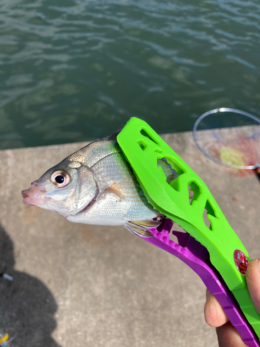 ウミタナゴの釣果