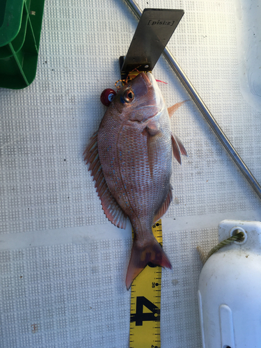 タイの釣果