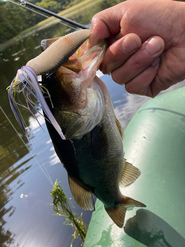 ブラックバスの釣果