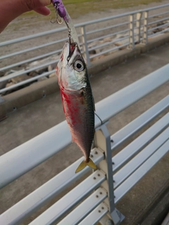 サバの釣果