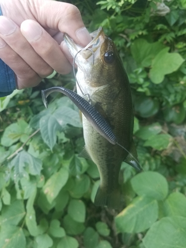 ラージマウスバスの釣果