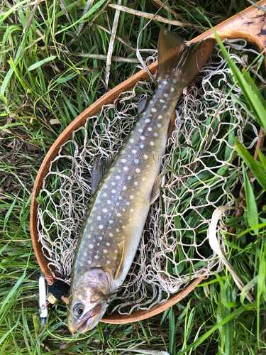 イワナの釣果