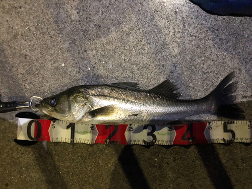 シーバスの釣果