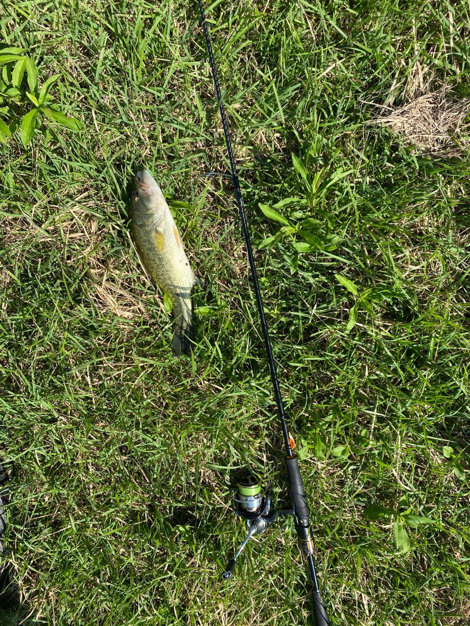 ラージマウスバス