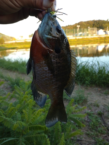 ブルーギルの釣果