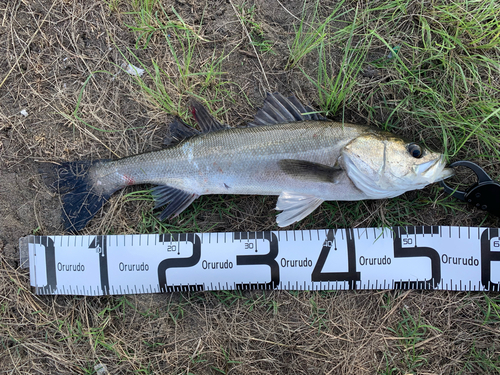 フッコ（マルスズキ）の釣果