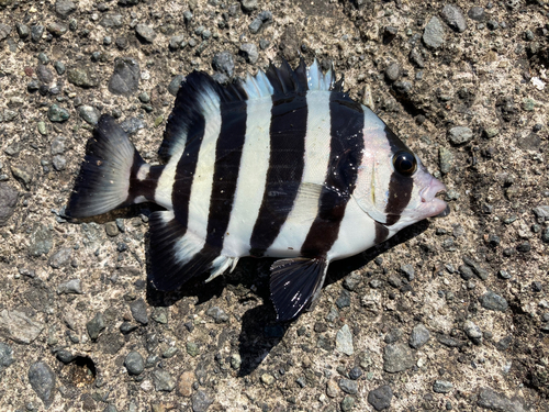 イシダイの釣果