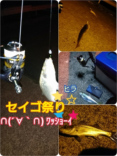 シーバスの釣果