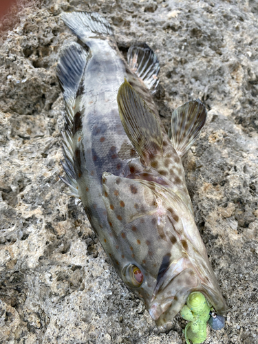 ハタの釣果